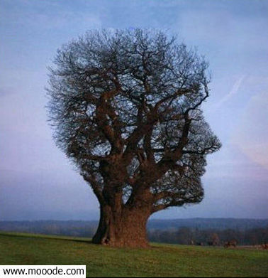 sobhana lah wajh insan fi chajara alaho akbar